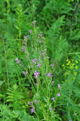 Hesperis pycnotricha