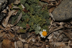 Anthemis tomentosa