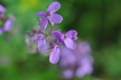 Hesperis pycnotricha