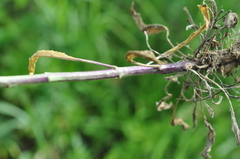 Hesperis pycnotricha