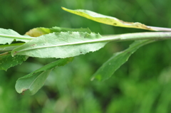 Hesperis pycnotricha