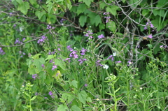 Hesperis pycnotricha