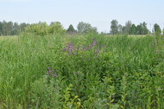 Hesperis pycnotricha