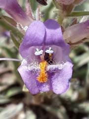 Penstemon janishiae