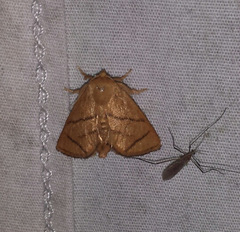 Apoda y-inversa