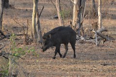 Sus scrofa cristatus