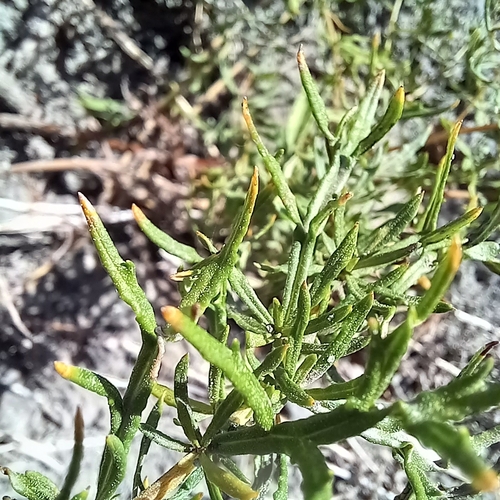 Image of Lemon Sagewort (Artemisia michauxiana) by no rights reserved