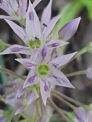 Allium bisceptrum