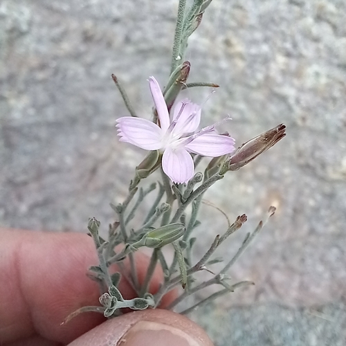 Image of Stephanomeria tenuifolia by no rights reserved
