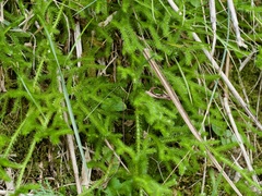 (c) りなべる, some rights reserved (CC BY) Lycopodium japonicum, photograph (c) りなべる, some rights reserved (CC BY)