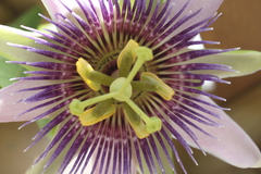 Passiflora alata × caerulea