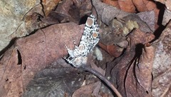 Harrisimemna trisignata