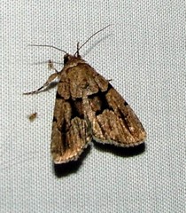 Sympistis infixa