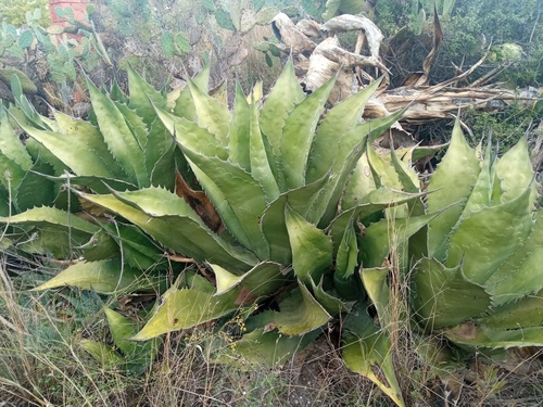 Agave salmiana