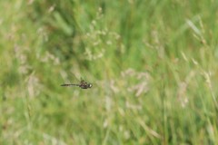 Somatochlora alpestris