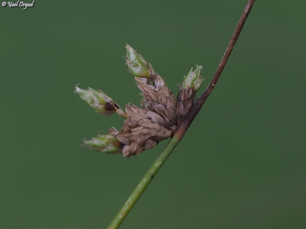 Schoenoplectiella erecta (Schoenoplectiella erecta)
