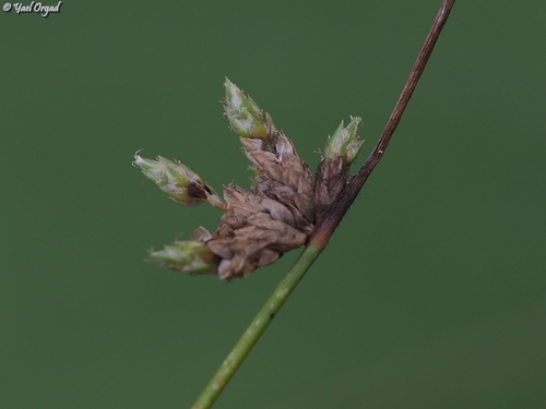 sharpscale bulrush (Schoenoplectiella erecta)