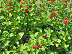 Lonicera chamissoi