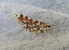 Stamnodes tessellata