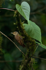 Anabacerthia variegaticeps
