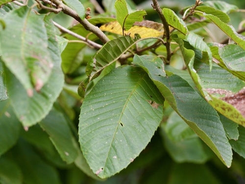 Image of Meliosma myriantha by (c) りなべる, some rights reserved (CC BY)