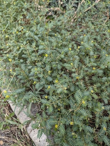 kotvičník (Tribulus)