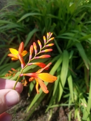 Crocosmia