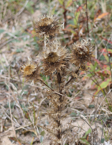Carline Thistle