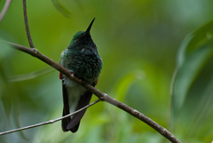 Eupherusa poliocerca