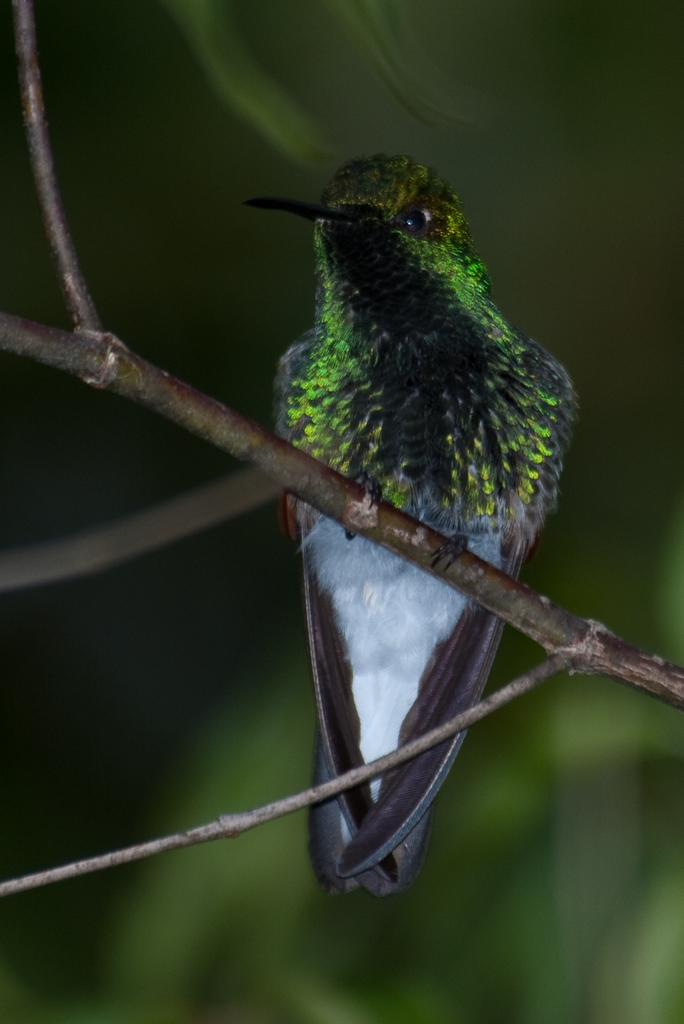 White-Tailed Hummingbird