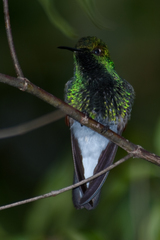 Eupherusa poliocerca