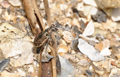 Ellipsoptera marginata