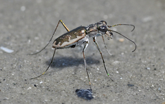 Ellipsoptera marginata
