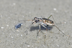 Ellipsoptera marginata