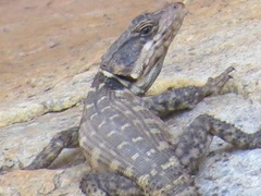 Pseudocordylus microlepidotus