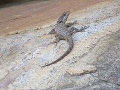 Pseudocordylus microlepidotus