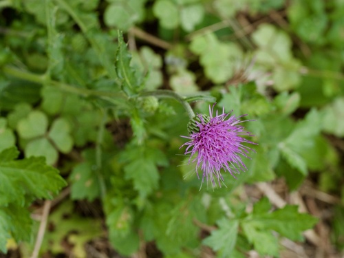Image of Cirsium japonicum by (c) りなべる, some rights reserved (CC BY)