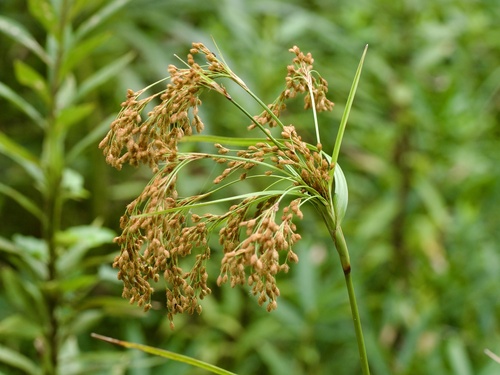 Scirpus wichurae, photograph 4
