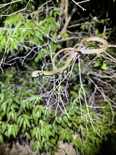 Leptophis liocercus