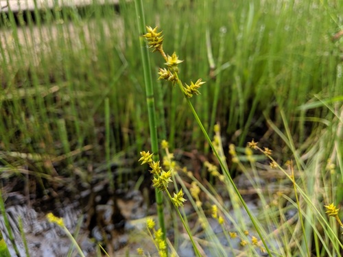 Carex echinata iNat (2)