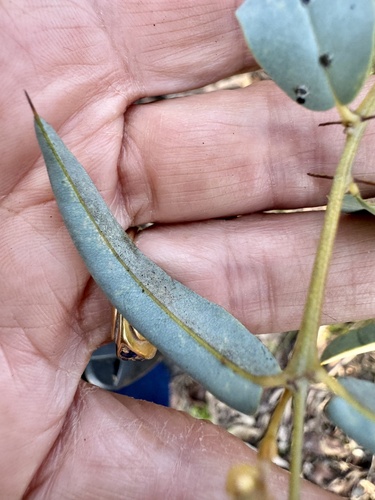 Image of Gastrolobium calycinum by (c) pimelea, some rights reserved (CC BY)