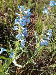 Penstemon angustifolius