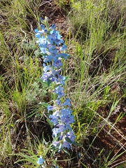 Penstemon angustifolius