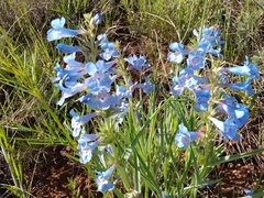 Penstemon angustifolius