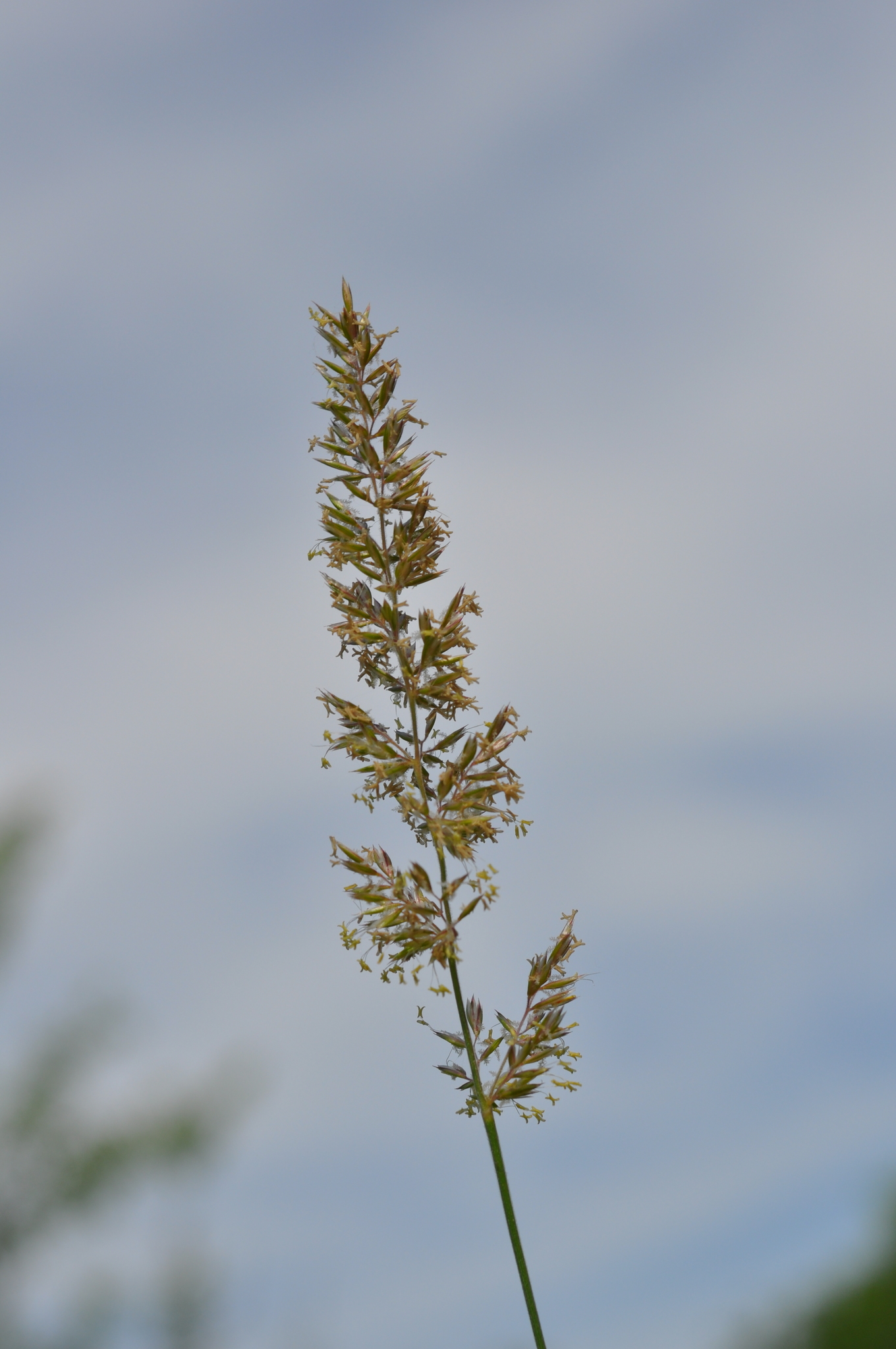 Koeleria pyramidata