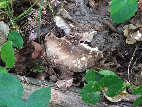 Наблюдение на iNaturalist