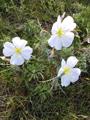 Oenothera coronopifolia