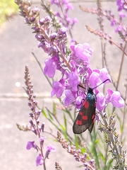 Zygaena lonicerae
