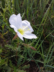Oenothera coronopifolia
