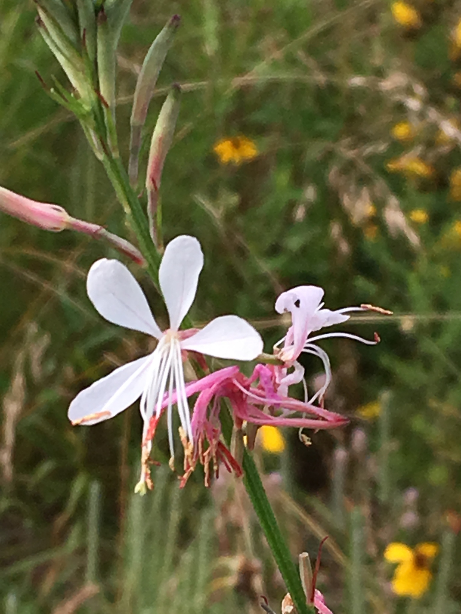 Oenothera demareei